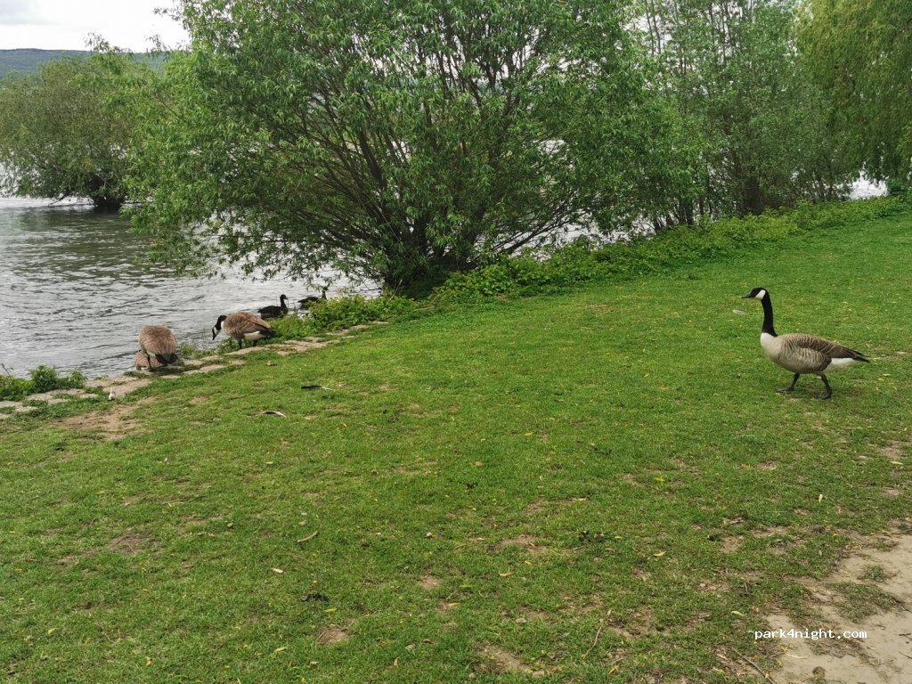 (55218) Ingelheim am Rhein - 255 Rheinstraße — foto