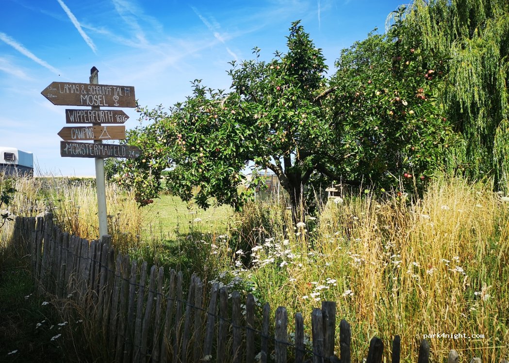 Lamatrekking Maifeld — foto 2