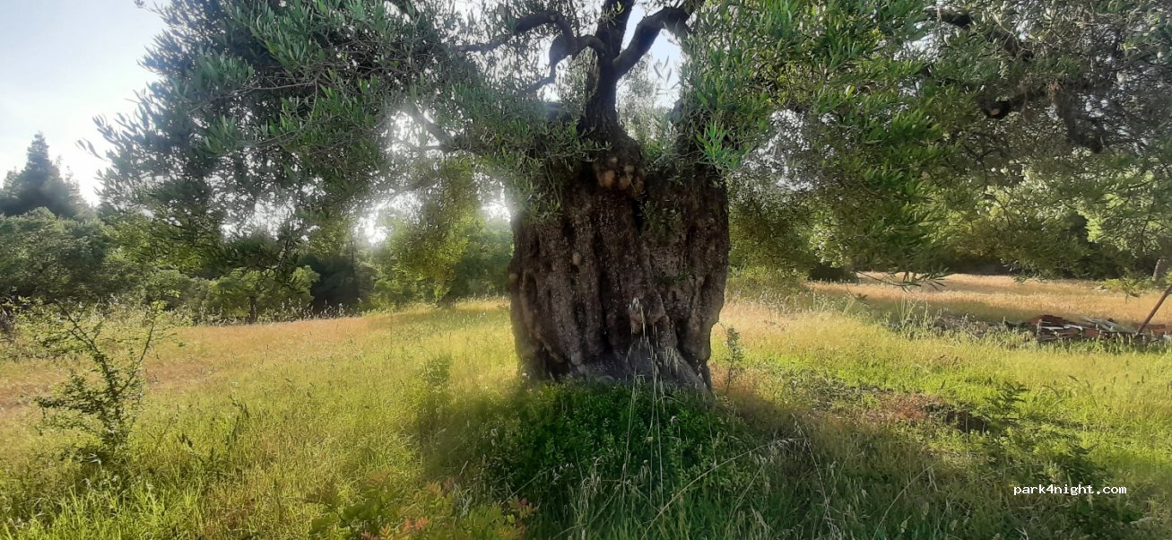 (630 88) Elia Nikitis - Unnamed Road — foto 3