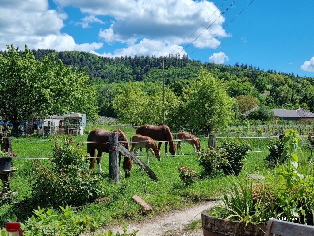 Marbacher Hof — foto 2
