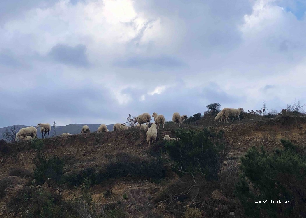(740 61) Syvritos - Unnamed Road — foto 3