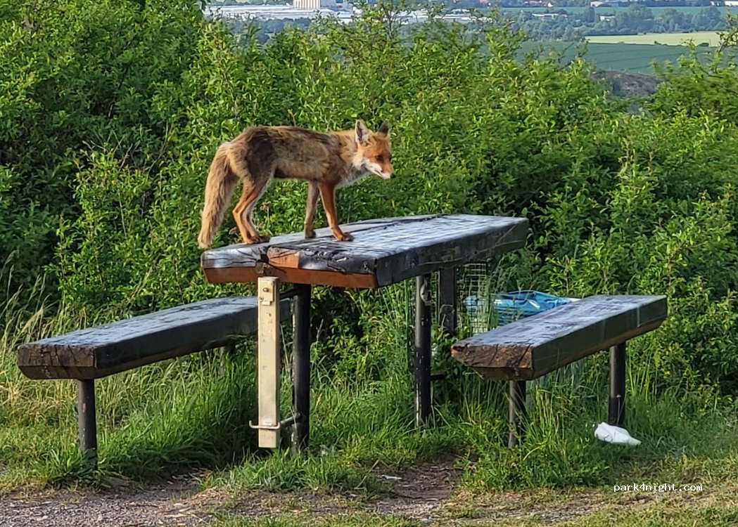 (99310) Wachsenburggemeinde - Kupferstraße — foto 4