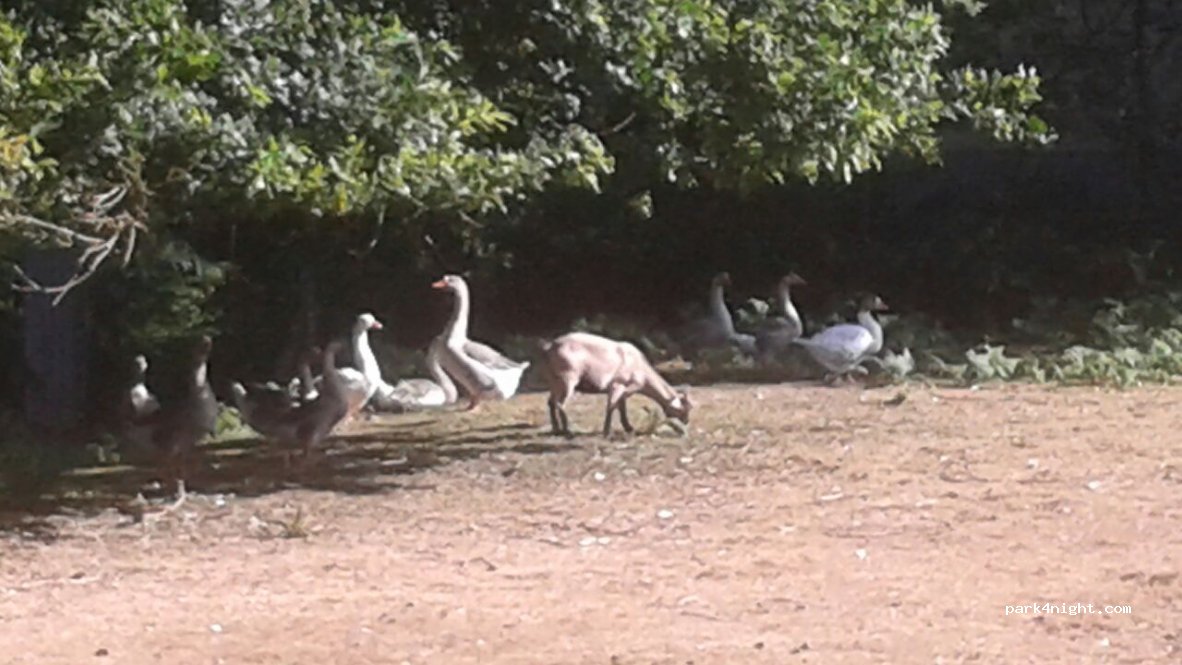 Camping de Keromen — foto 3