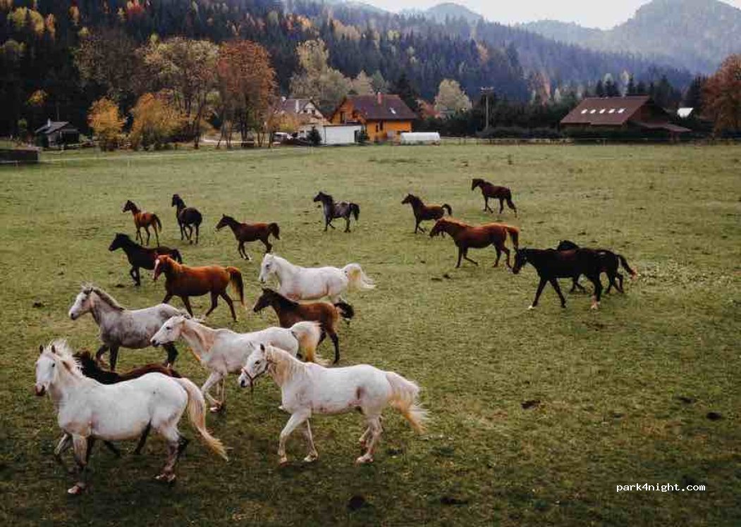Ranč Kráľová Lehota — foto 4