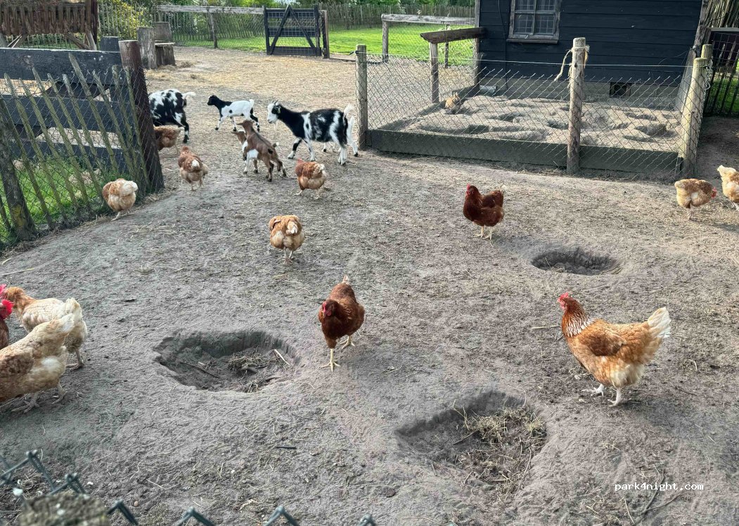 Camping de Zandkant — foto 2