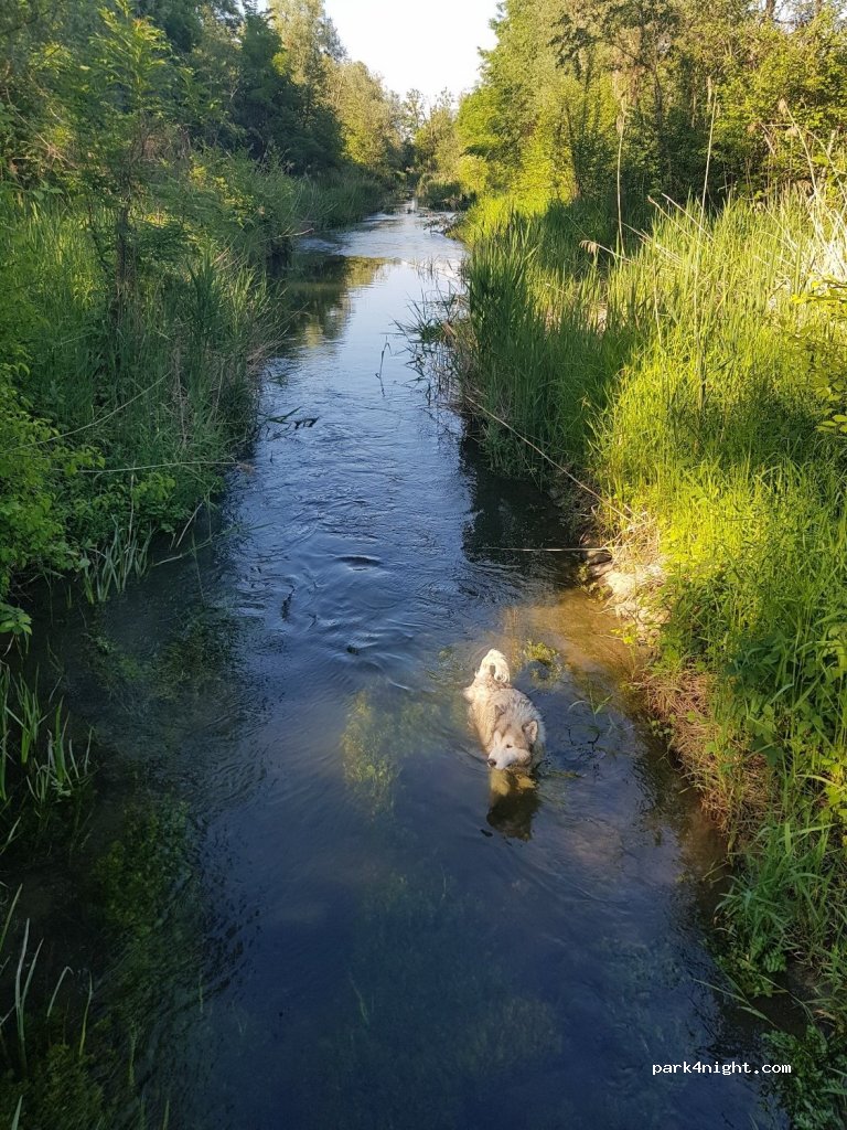 (94060) Pocking - 1 Bärnau — foto 2
