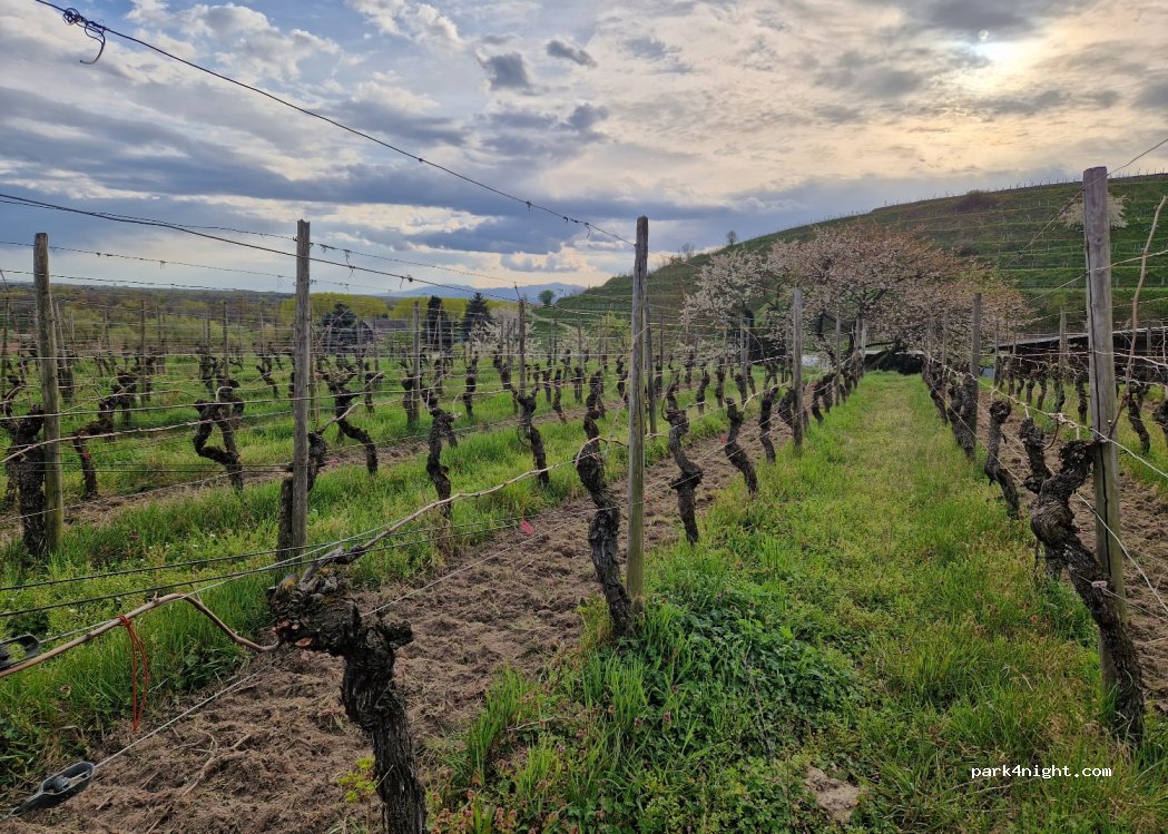 (79235) Vogtsburg im Kaiserstuhl - 4 am Kirchberg — foto 3