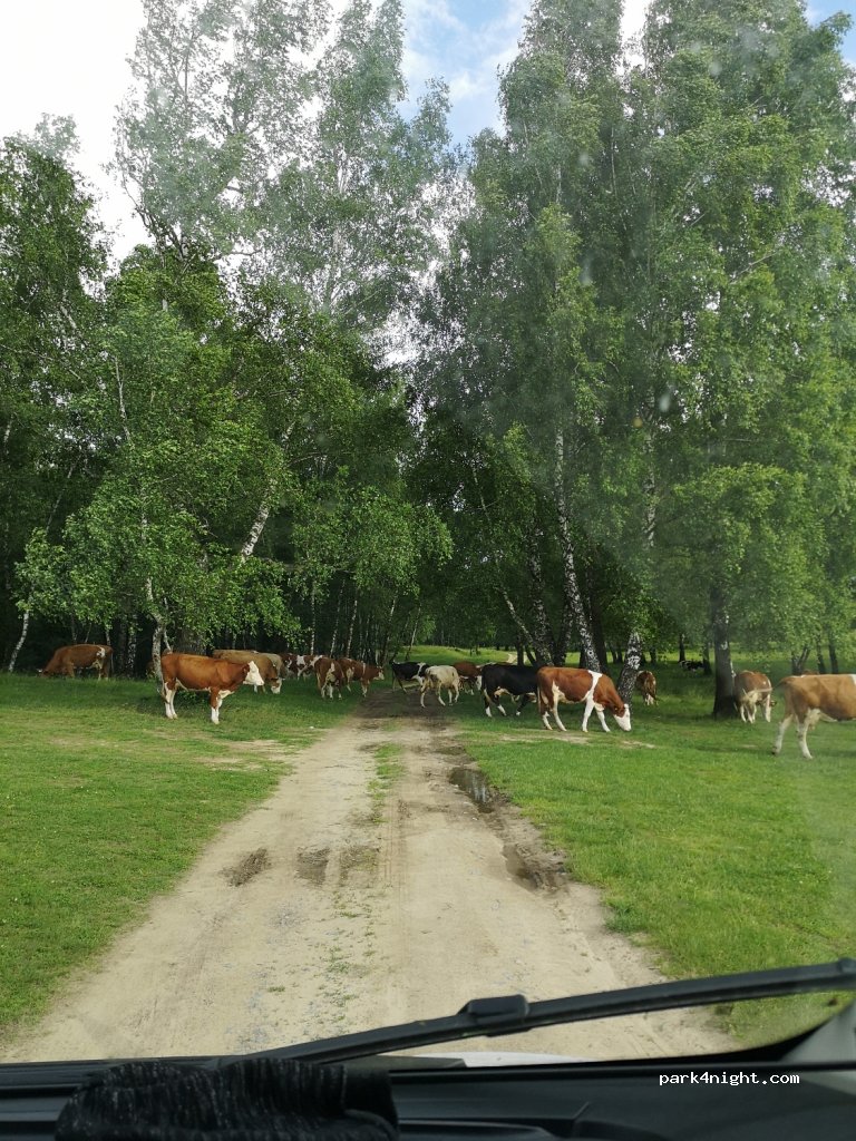 (527145) Reci - DN13E — foto 3