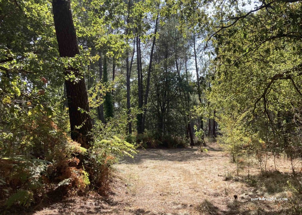 (40260) Castets - Chemin de Pilandroun — foto 5