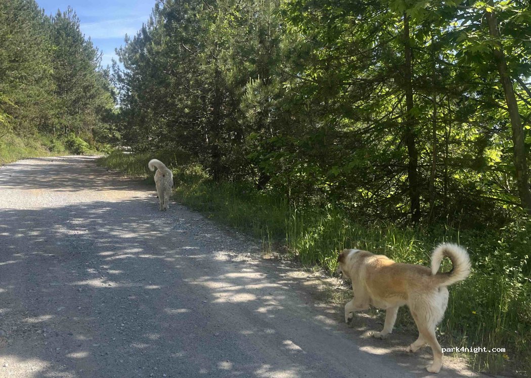 (600 63) Ano Skotina - Unnamed Road — foto 2