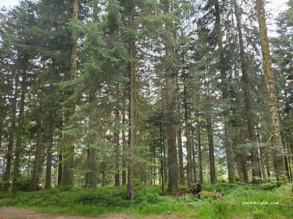 (88120) Sapois - 1 Route de la Sotière — foto 2