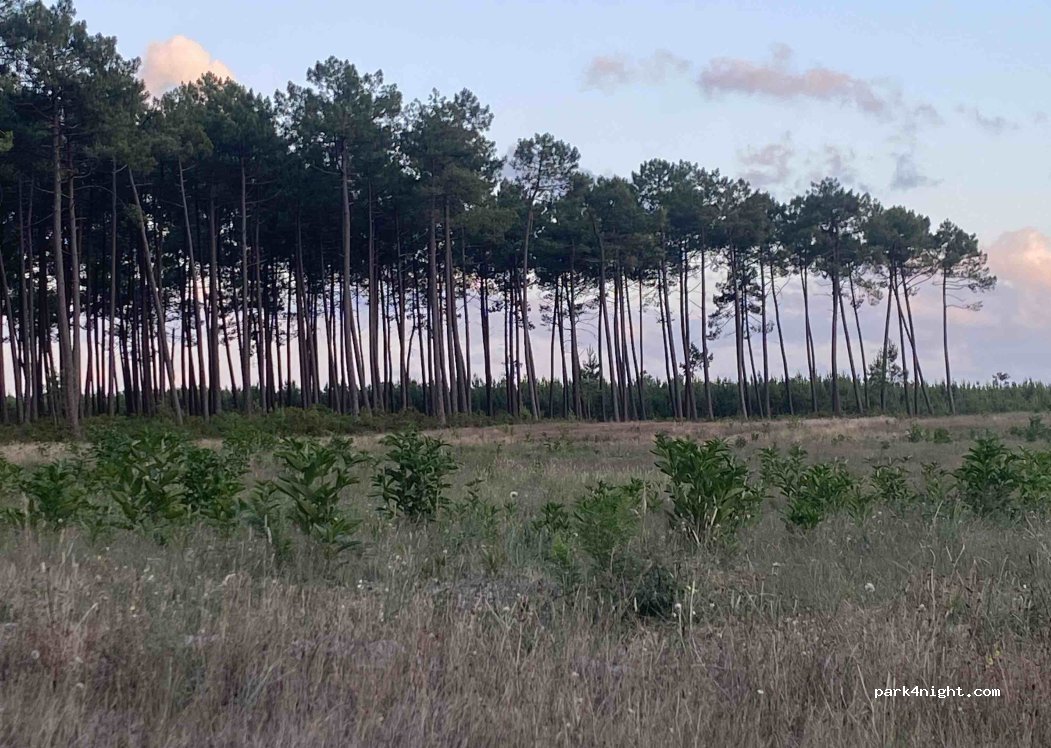 (40200) Mimizan - Unnamed Road — foto 4