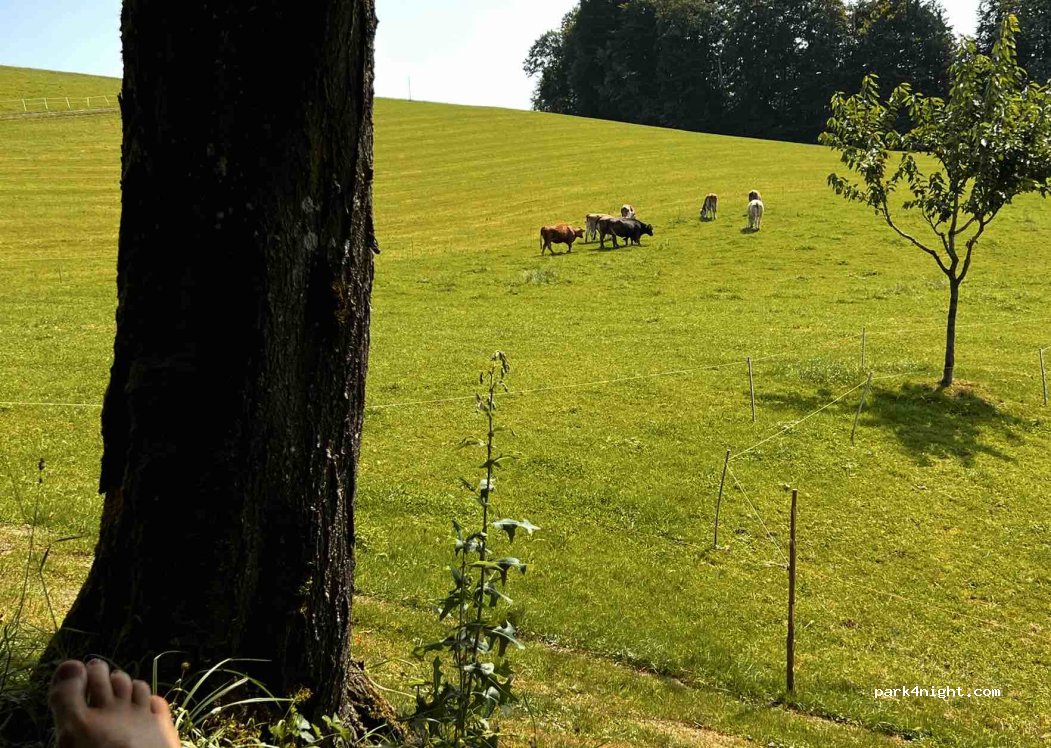 (8816) Hirzel - 9 Chalbisau — foto 5