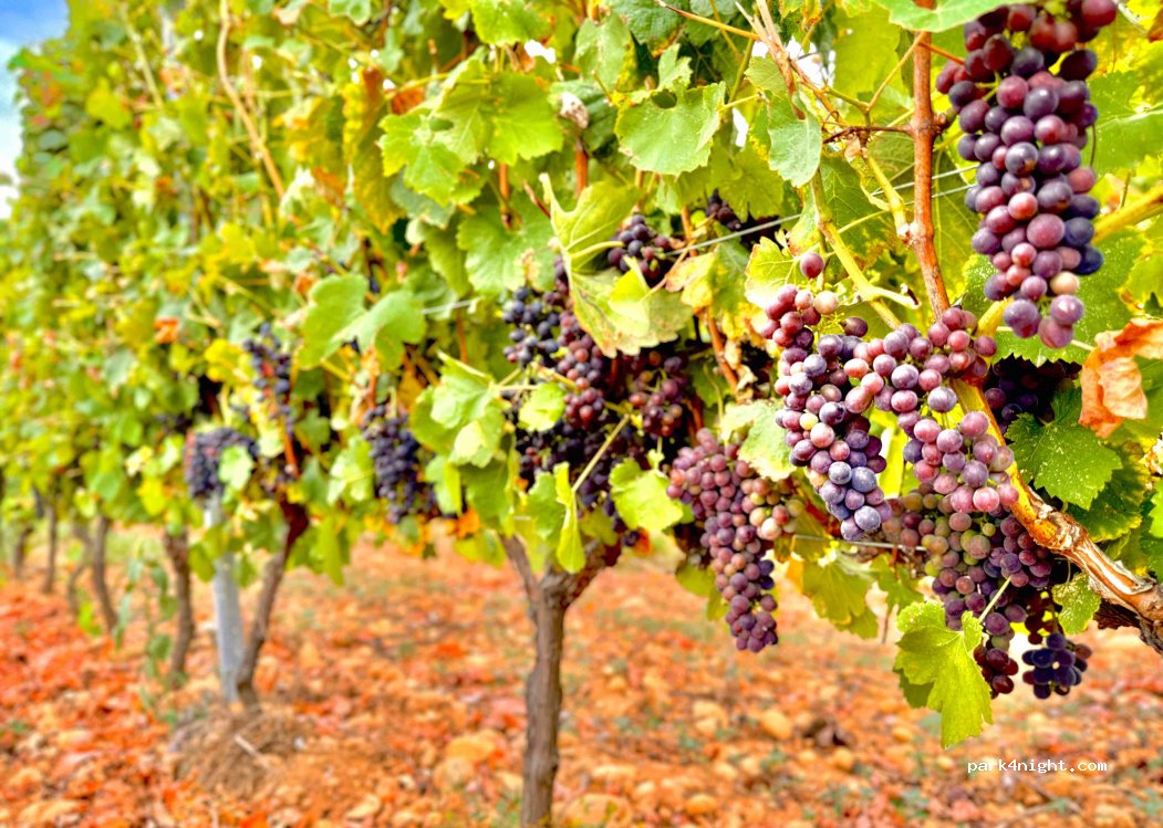 Domaine des Louis — foto 4