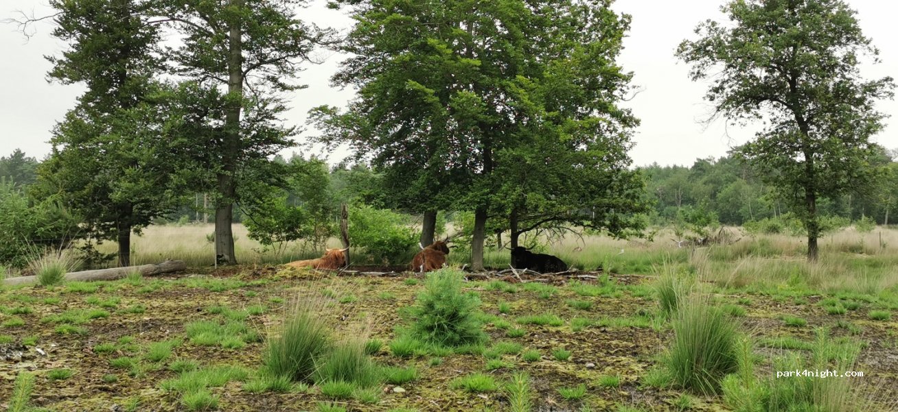(5491 RM) Sint-Oedenrode - 7 Vogelsven — foto 2