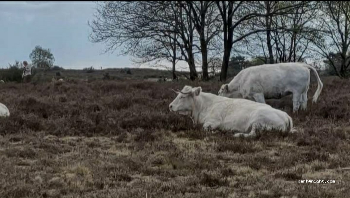 (1213 VB) Hilversum - 75 Laapersveld — foto 2