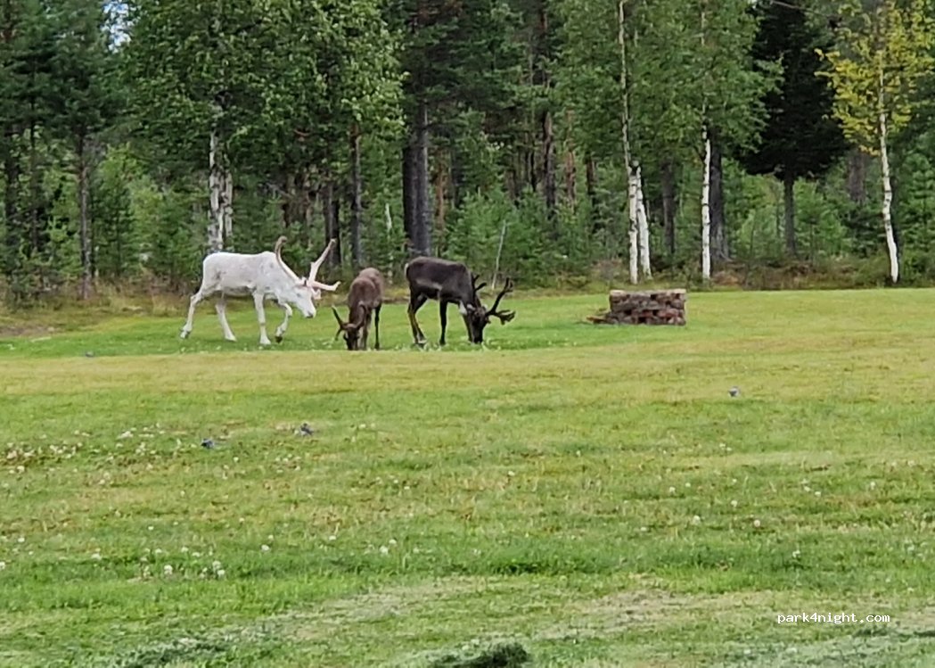 Orrkulla Camping — foto 3