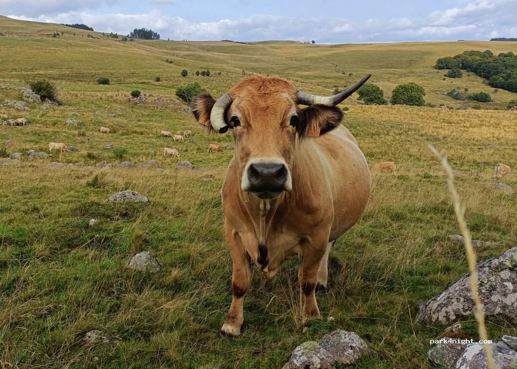 (12470) Saint-Chély-d'Aubrac - Chemin GR 6 A — foto 4