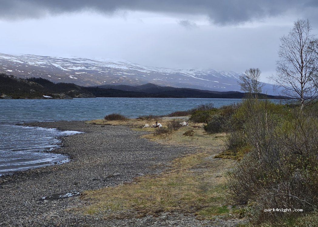 (2683)  - Primær Fylkesveg 51 — foto 4