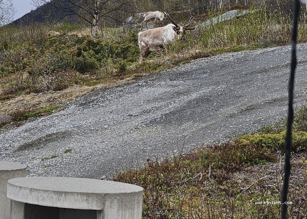 (2683)  - Primær Fylkesveg 51 — foto 5