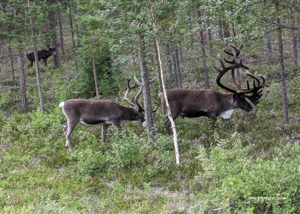 (840 31) Åsarna - Unnamed Road — foto 3