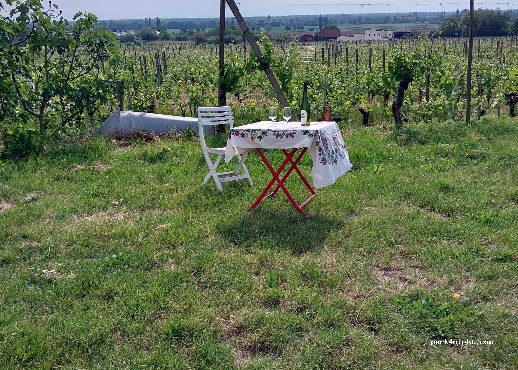 Vins MARZOLF — foto 2
