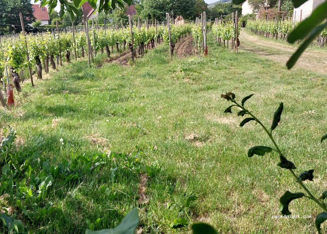 Vins MARZOLF — foto 3