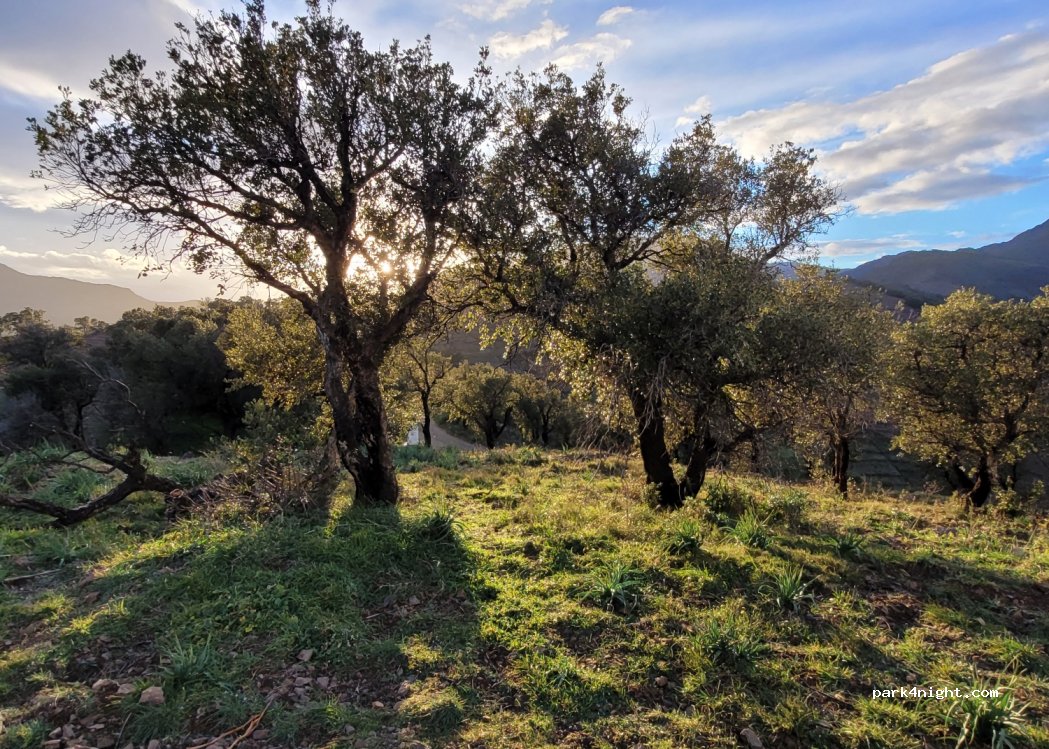 (66650) Banyuls-sur-Mer - Sarrat de l'Ouillastre Oué — foto