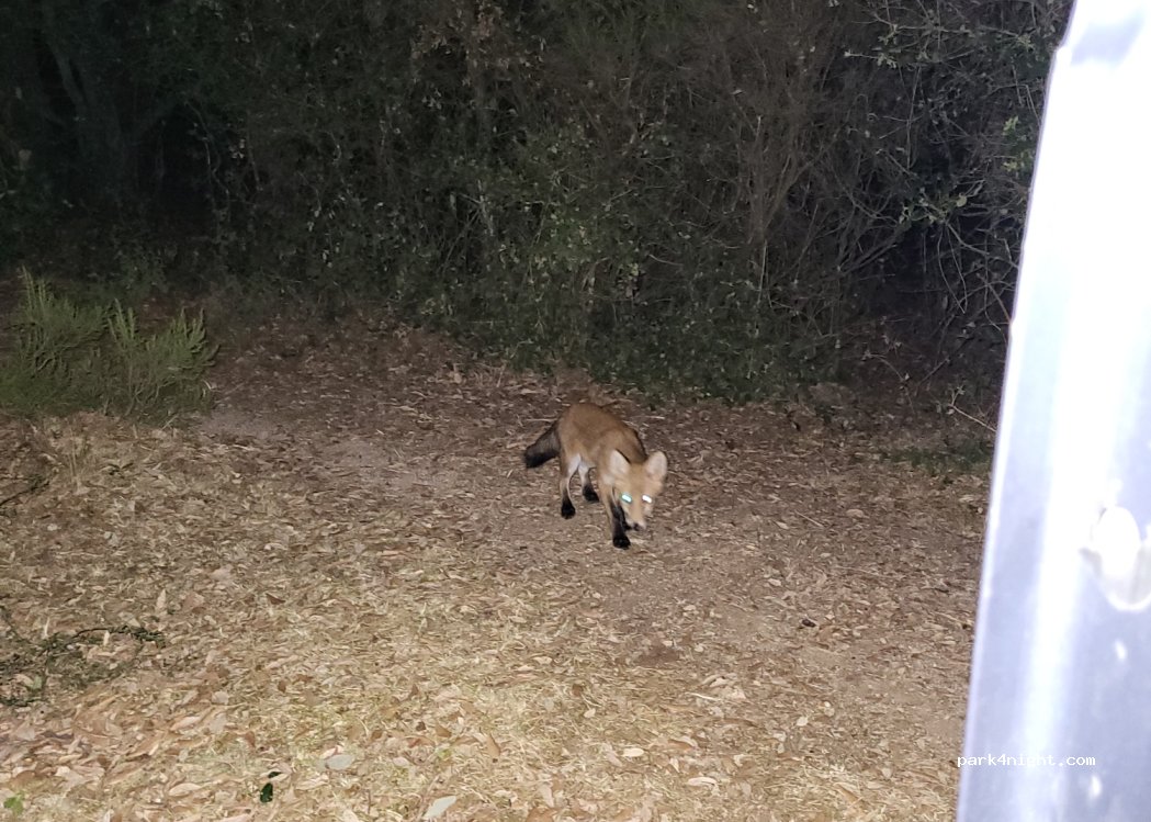 (20170) Levie - D59 — foto 2