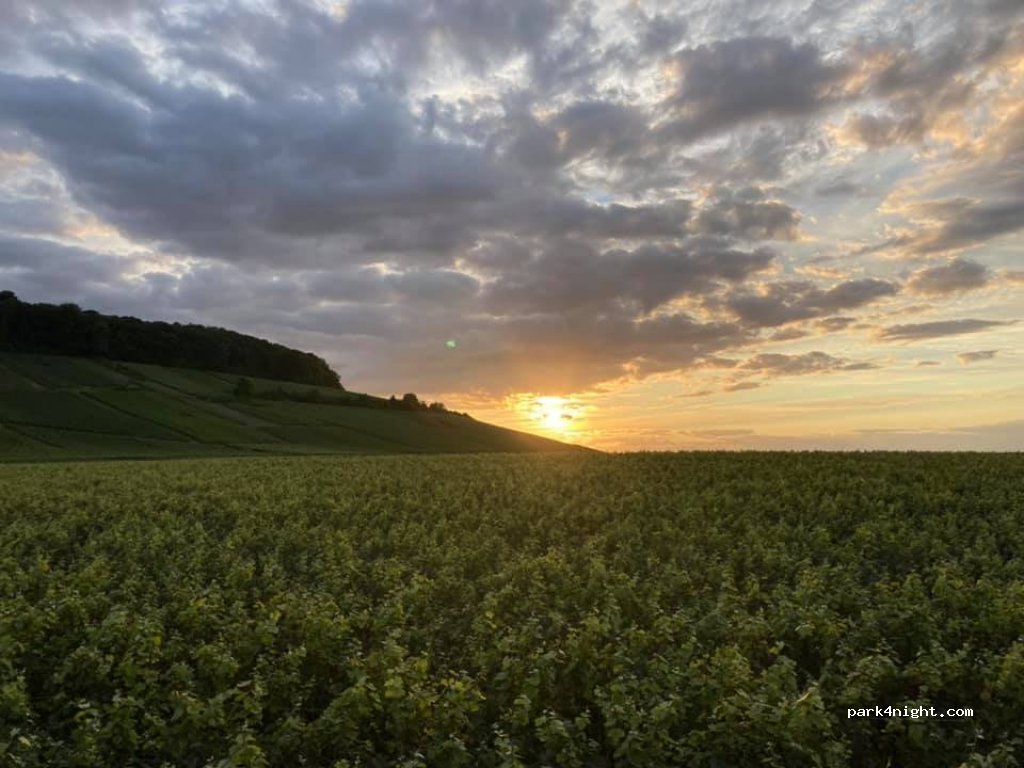 Champagne M&S JOBERT — foto 2