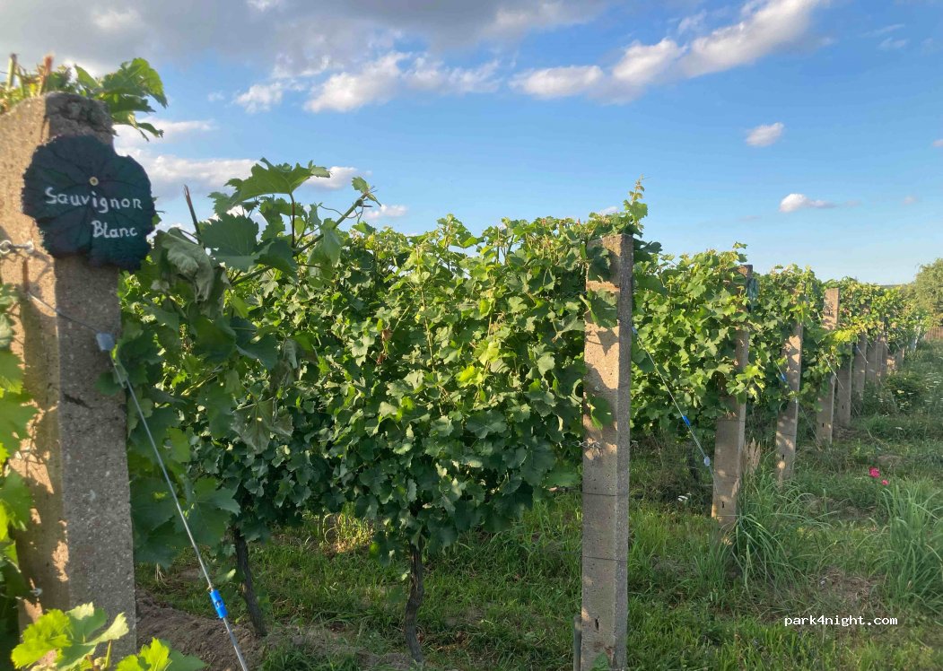 Weingut Patke — foto 3