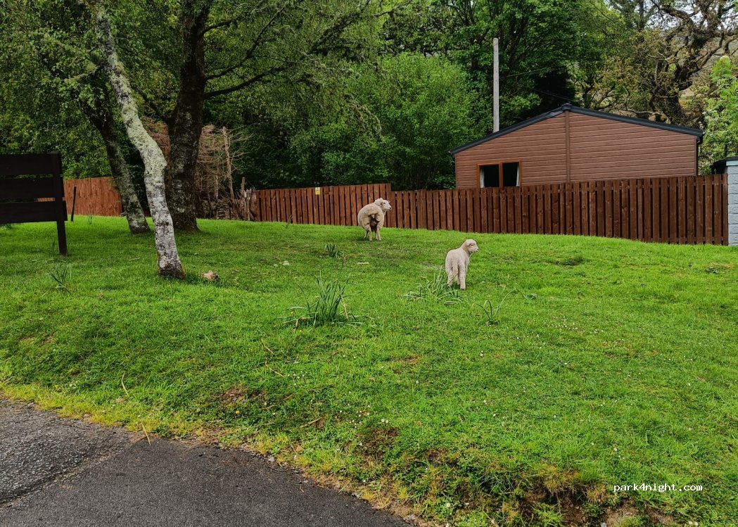 Beddgelert Campsite — foto