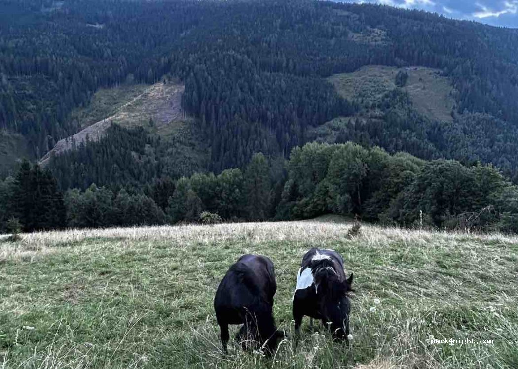 Camping  Helio-Carinthia Naturisten Park — foto 4