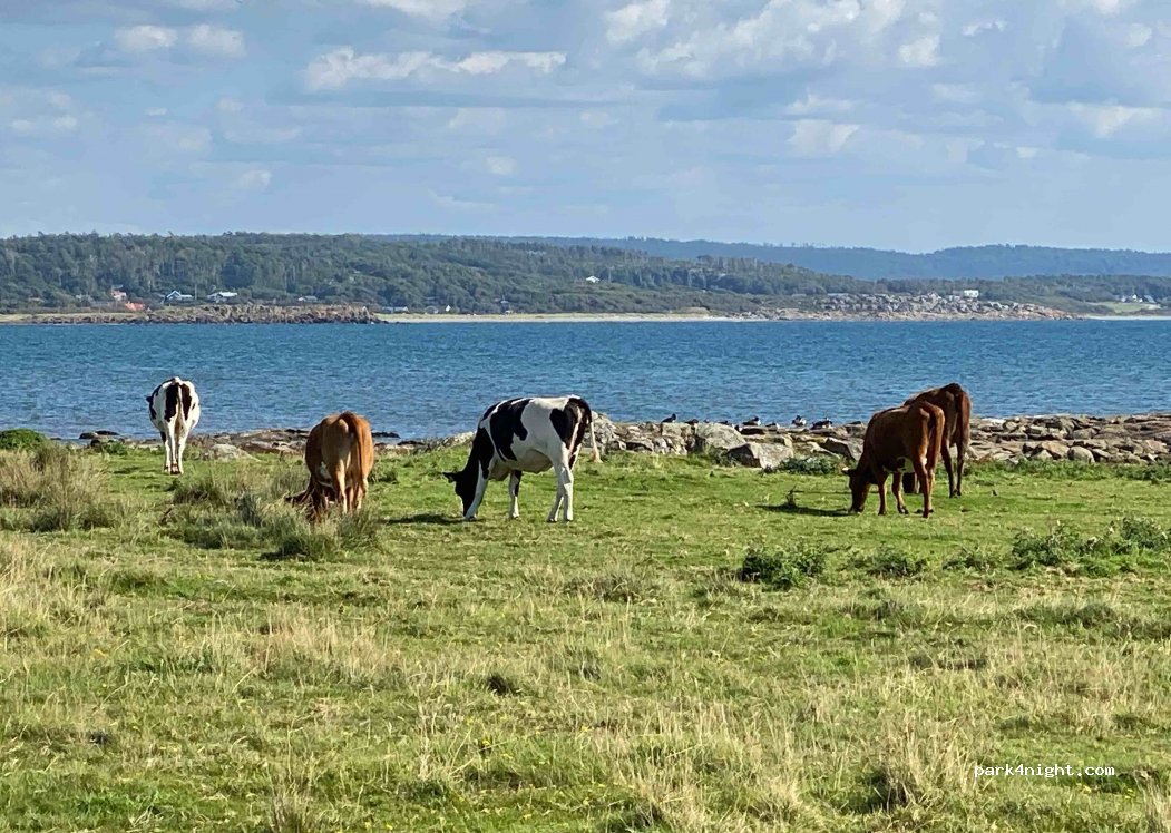 (311 92) Falkenberg - Unnamed Road — foto 2