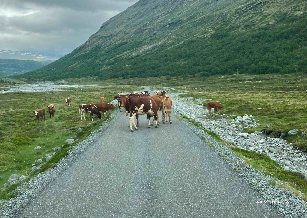 (2687) Bøverdalen - Leirdalsvegen — foto 2