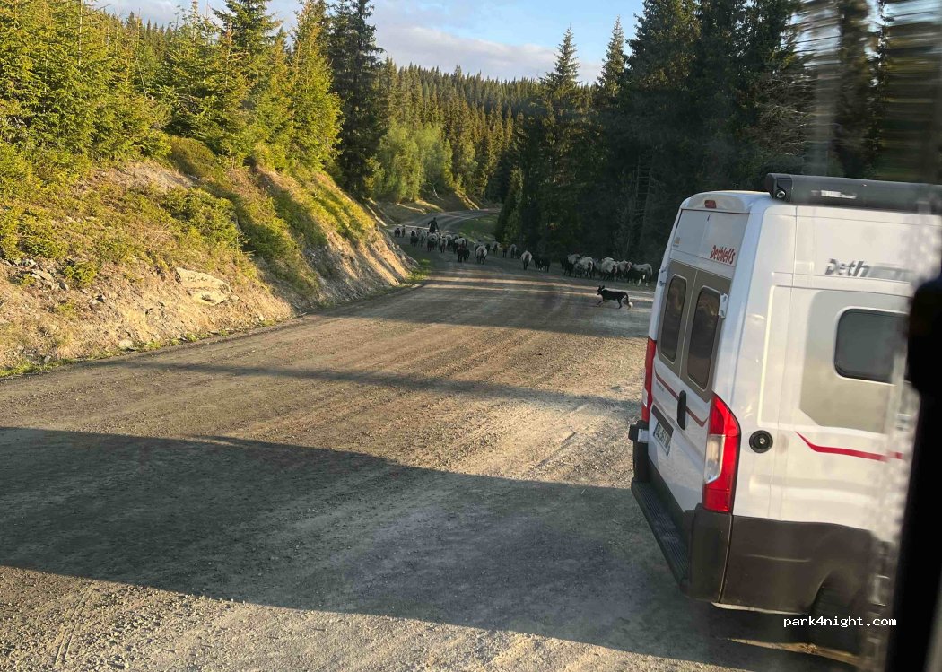 (2636) Innlandet - Nordbygdsvegen 700 — foto 3