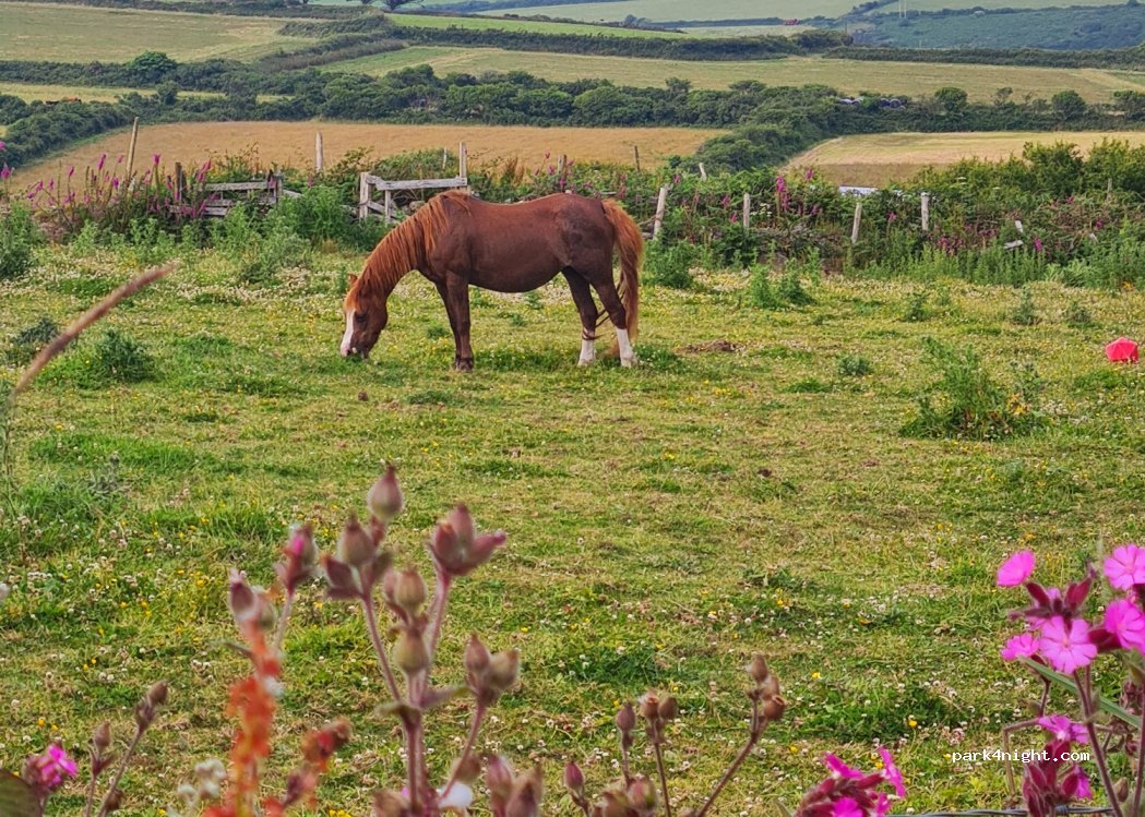 Golden Gate Farm — foto