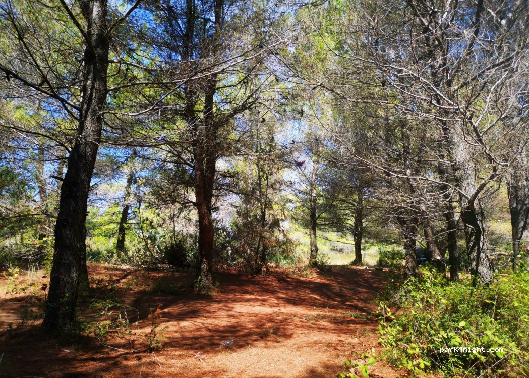 (1001) Divjakë - Unnamed Road — foto