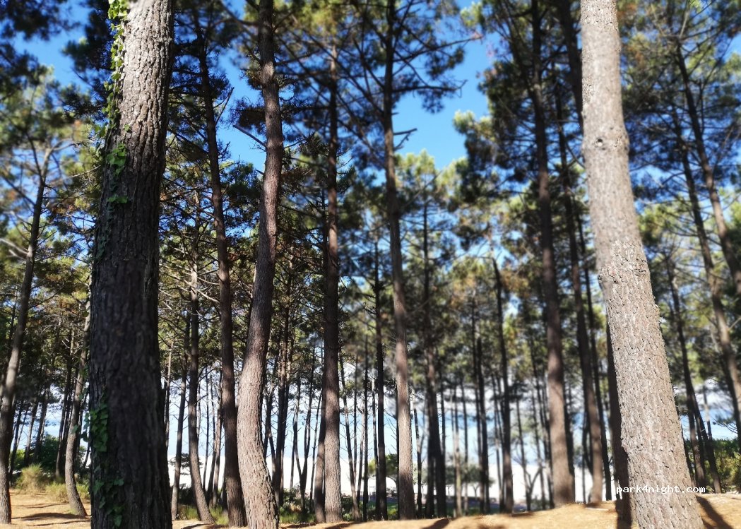 (33120) Arcachon - 2 Allée des Mouettes — foto