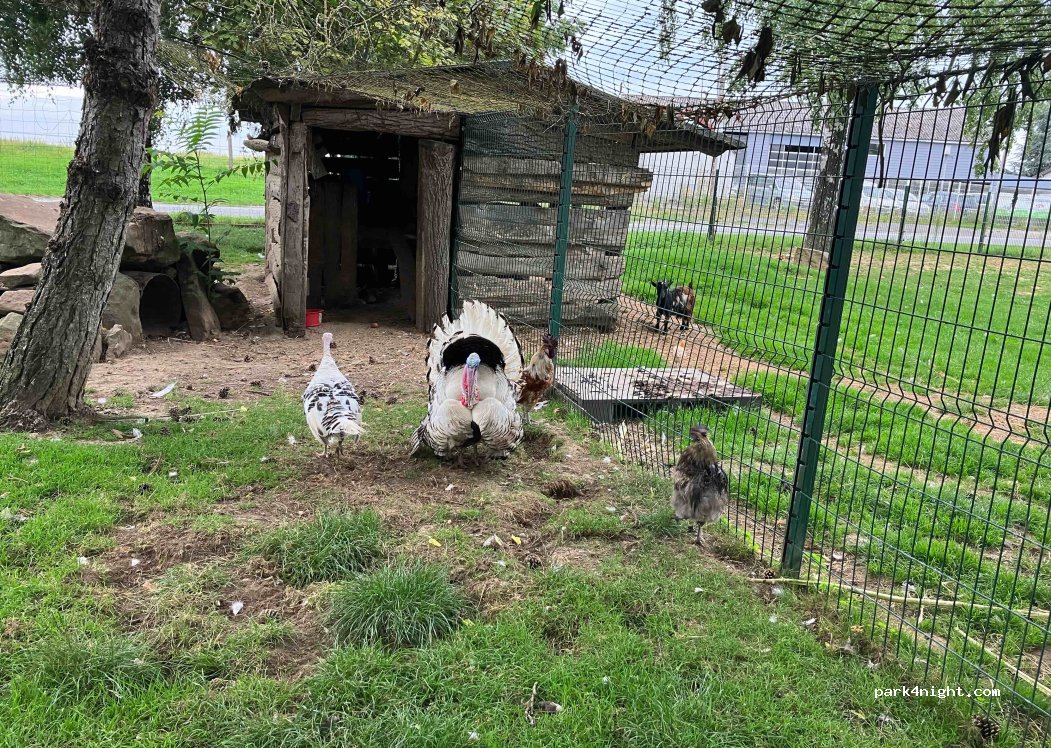 Ferme des canards de la Germaine — foto 4