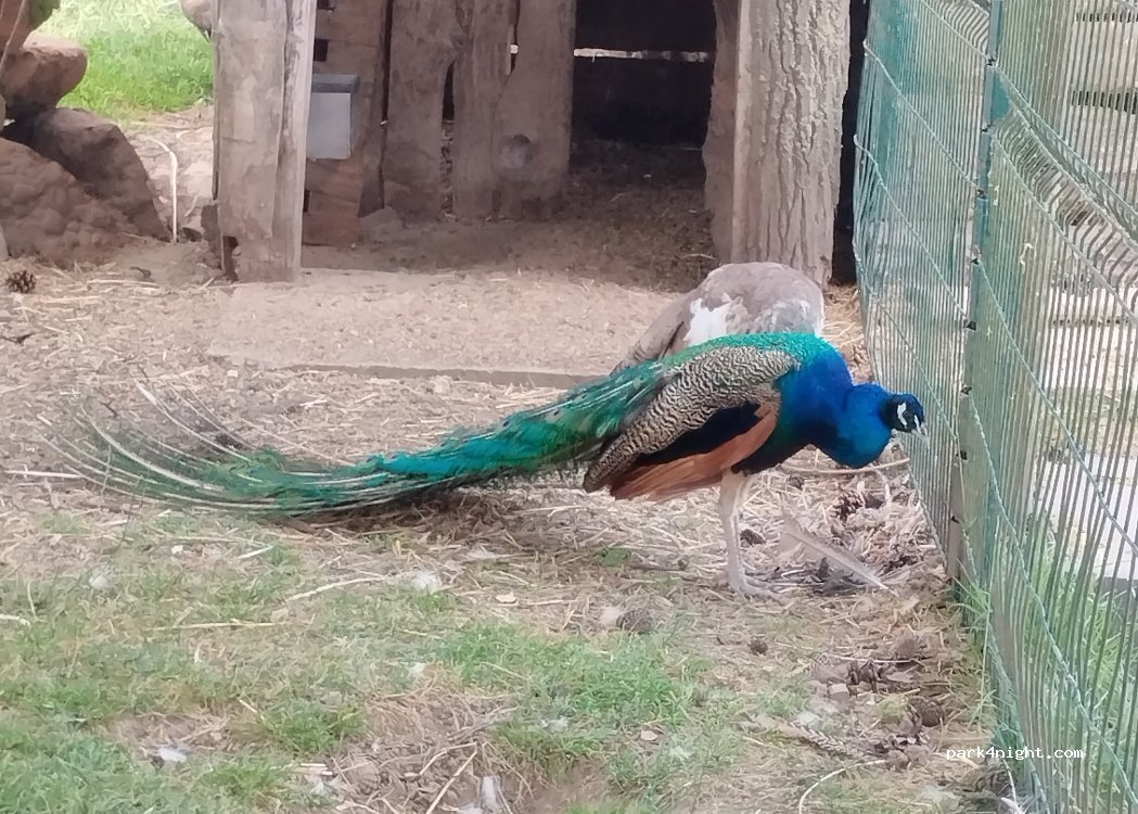 Ferme des canards de la Germaine — foto 5