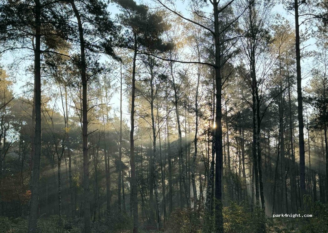 Natuurkampeerterrein De Zanderdennen — foto 4