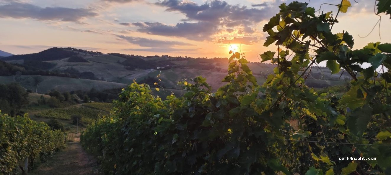 Into the Wineyard parking spot — foto 5