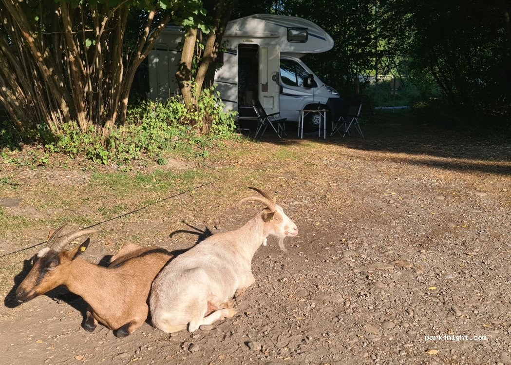 Gemeinnütziger Verein Sei Mensch — foto 5