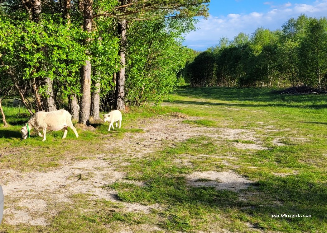 (2580) Folldal - Unnamed Road — foto 3