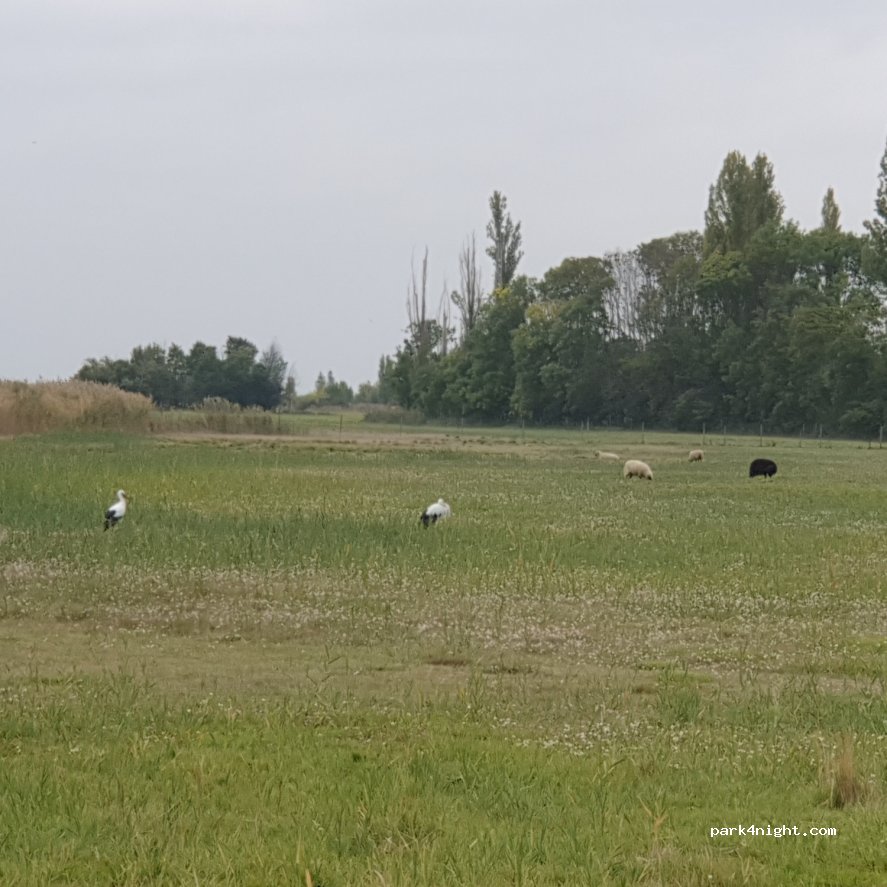 (7071) Rust - 20 Seezeile — foto 2