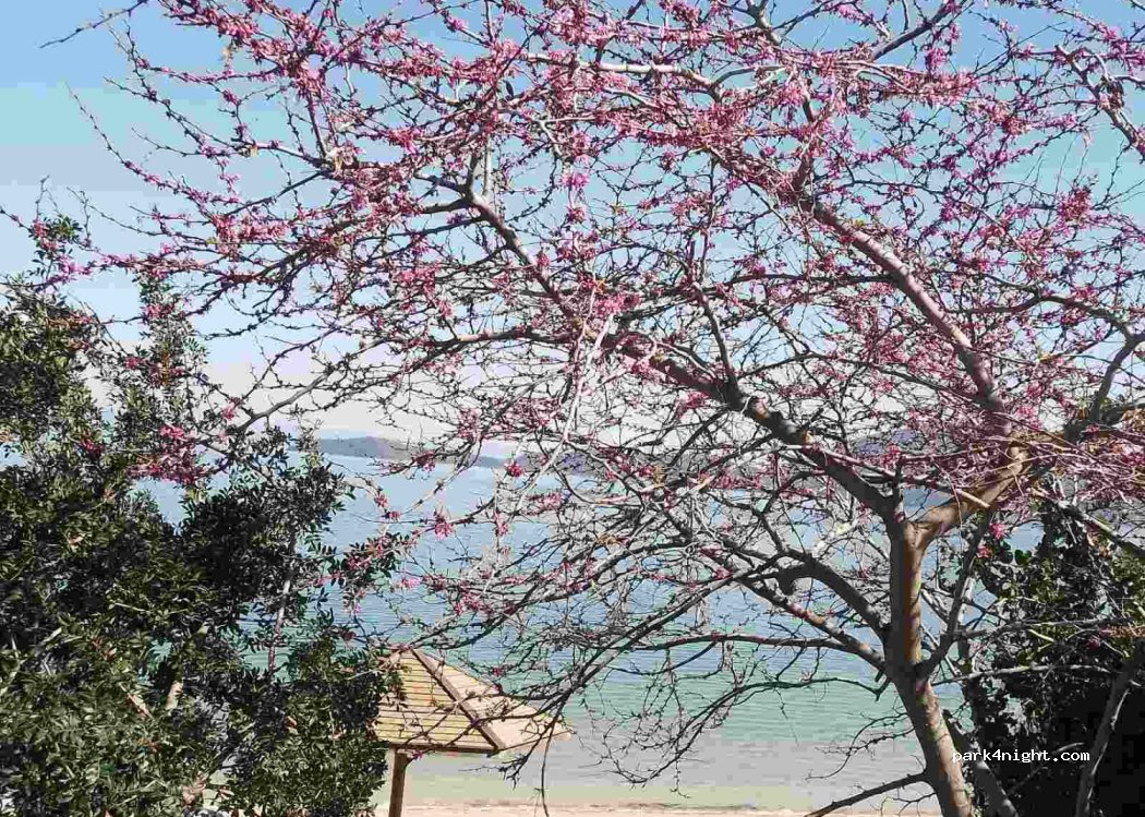 Plaz Panagia — foto 4