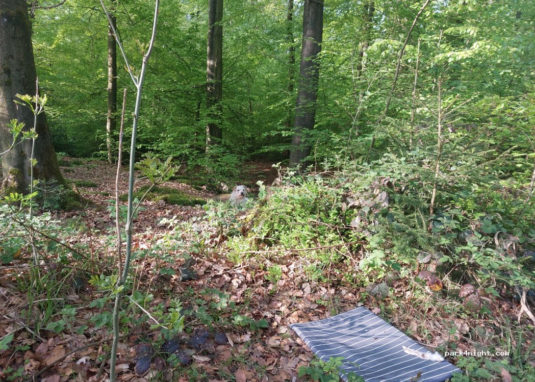 (32805) Horn-Bad Meinberg - — foto 3