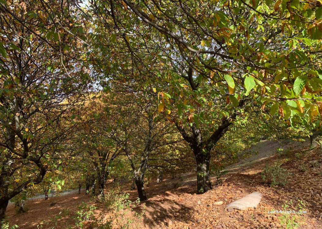 (29440) Igualeja - Unnamed Road — foto