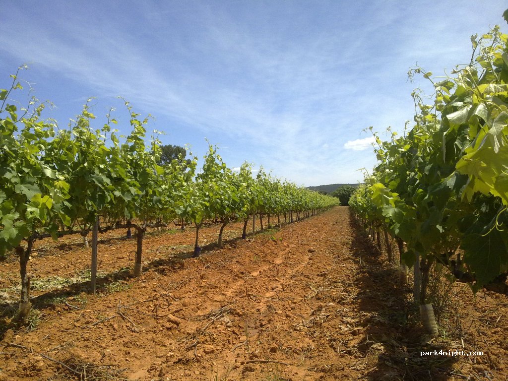 Bodega Les Useres — foto 2